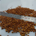 Wholesale Sorgo rojo 2015